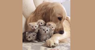 Un Golden Retriever joue les anges gardiens pour de jeunes chatons