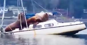 Man Films Two Sea Lions "Stealing" Boat And Taking It For A Joyride