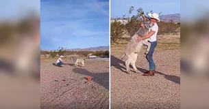 Wilder Esel wedelt wie ein Hund mit dem Schwanz, wenn der seinen Besitzer erblickt. Eine Angewohnheit die er sich von den Deutschen Schäferhunden abgeschaut hat
