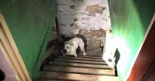Hond gevonden die vastgeketend zat in een kelder springt vol vreugde op wanneer ze haar redders ziet