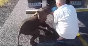 Dorstige drie weken oude olifant verschijnt langs weg en wordt gered door Zuid-Afrikaanse vrachtwagenchauffeurs