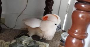 Ein Kakadu hat einen Wutanfall, nachdem der Besitzer ihm sagt, dass er zum Tierarzt muss