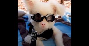 Albino Runt Of Litter Turns Into Survivor Of The Bunch