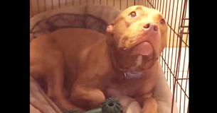 Papa chante la berceuse du chiot Pit Bull et reçoit une douce réaction de son chien dévoué