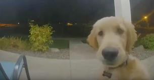 Un chien sonne à la porte pour rentrer chez lui après avoir échappé