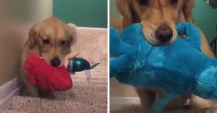 Therapy Dog Makes Nightly Ritual Out Of Picking A Different Toy To Bed Down With