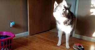 Un husky risponde al rimprovero della proprietaria per una scarpa rubata