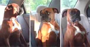 Une boxer "roule des yeux" à la mère quand elle devait quitter la maison du voisin