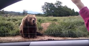 Vrouw krijgt een hilarische reactie van een grote beer als ze naar hem zwaait vanuit haar auto in wildpark