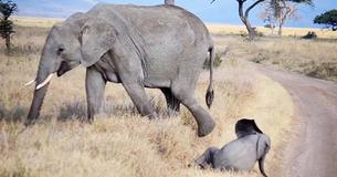 Un bébé éléphant entrain de marcher avec son troupeau fini par faire une crise de colère au milieu de la route 