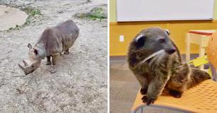 The Cincinnati Zoo Is Putting Its Animals Online Each Weekday For Viewers At Home