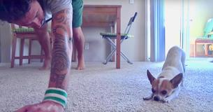 A Dog Practiced Yoga In Italian With His Owner And Perfectly Followed Along