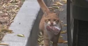 Une chatte errante transporte de la nourriture dans un sac pour nourrir son chaton