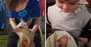 Shy Boy Comes Out Of His Shell When He Meets Rescue Kangaroo In Need Of Help