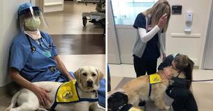 Therapy Dog Soothes Medical Staff On Frontline Of COVID Pandemic