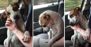 Emotioneel bedankje van hond na adoptie zorgt voor tranen bij vrouw op weg naar huis van asiel