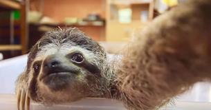 A Baby Sloth Spots Camera And Uses It To Take Selfies