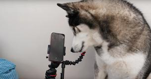 La propriétaire filme Siri en train de répondre au "Bonjour" d' un chien