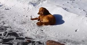 Une chienne errante dort dans la neige pendant des jours jusqu'à ce qu'un touriste la sauve