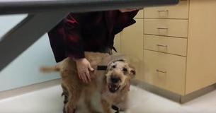 Blinde hond krijgt zijn gezichtsvermogen terug na chirurgische ingreep en is dolblij om zijn baasjes weer te zien