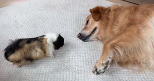 Golden Retriever And Guinea Pig Become Closest Of Companions