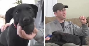 Deaf Man Adopts Cute Deaf Rescue Dog And Teaches Him Sign Language