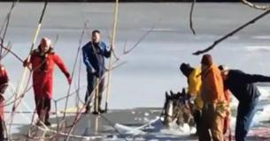 Rescuers Rush To Save Two Clydesdales Trapped Inmidst Frozen Lake Before It’s Too Late