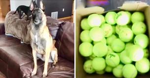 Ein Hund kann seine Begeisterung nicht zurückhalten, als der Besitzer ihm 400 Tennisbälle als Geburtstagsgeschenk überreicht