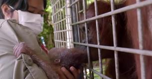 Une mère orang-outang dévastée par l'enlèvement de son nourrisson aperçoit son enfant avec un sauveteur