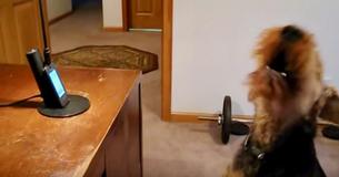 Un adorable chien appelle sa mère pendant qu'elle est au travail parce qu'elle lui manque