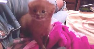 Une femme trouve un chaton abandonné et décide de le garder pendant des mois pour ensuite découvrir qu'il s'agit d'un puma sauvage