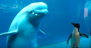 Penguin Visits Beluga Whales While Aquarium Is Closed Due To COVID-19