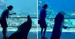 After Sea World Closes Doors, Staff Allows Sea Lion Visit All Other Animals At Oceanarium