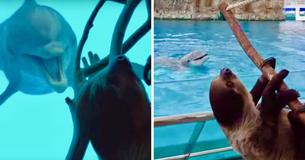 Dolphins Get Very Excited After Sloth Is Placed Outside Their Aquarium Tank