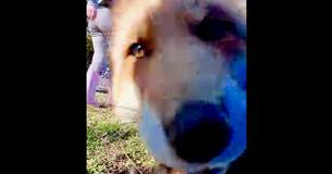 Dixiedo The Red Fox Steals Woman's Phone And Tries To Bury It