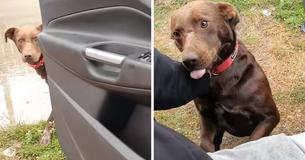 Zwerfhond wachtte bijna zijn hele leven vol hoop door te kijken naar passerende auto's op een eenzame weg - Eindelijk wordt hij gered door een reddingsorganisatie.