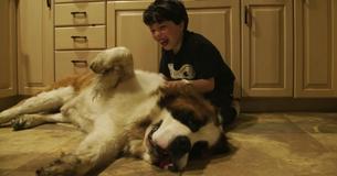 Après des années de négligence, un chien pesant 59 kilogrammes est finalement adopté dans un foyer chaleureux