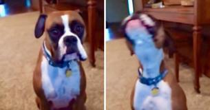 Hond maakt bezwaar tegen de regels van zijn bazinnetje over de nieuwe bank