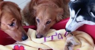 Dos golden retrievers y un husky dan una cálida bienvenida a tres gatitos