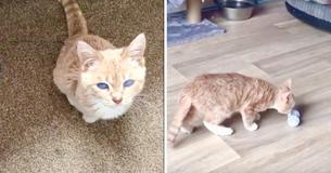 Cat With Rare Type Of Dwarfism Will Remain Kitten-Sized For Life