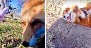 Dixiedo The Red Fox Steals Woman's Phone And Attempts To Bury It
