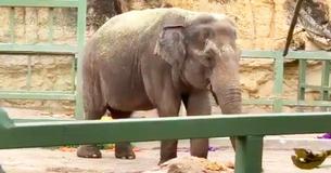Oldest Asian Elephant At The San Antonio Zoo, Lucky, Celebrates Her 60th Birthday