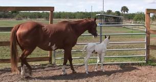Paard bevalt van zeldzame Amerikaanse Pinto met gezichtskenmerken waarvan Indianen geloven dat die "Magisch" zijn 