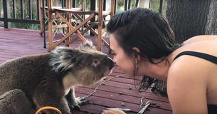 Absolutely Adorable Little Koala Stops By Neighbor's House Daily For Cuddles And Kisses