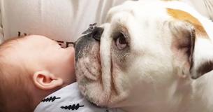 Bulldog apprend à son petit frère humain comment monter les escaliers