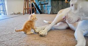 La pit-bull et le petit chaton se rencontrent pour la première fois