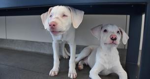 Puppybroertje verdedigt zusje  als asiel ontdekt dat zij speciale zorg nodig heeft 