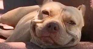 Une Pit Bull sourit d'une oreille à l'autre depuis qu'elle a été sauvée de la rue