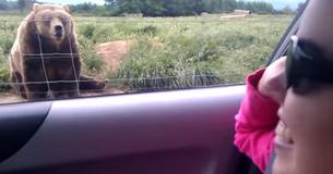 Une femme fait signe de main à un ours sans s'attendre à ce qu'il lui réponde