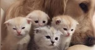 Le Golden Retriever joue le rôle d'"ange gardien"  pour cinq petits chatons nouveau-nés